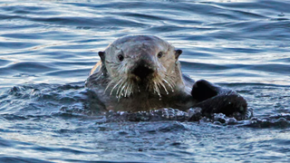 Congrats to the Monterey Bay Aquarium for Working on Their Issues
